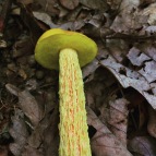 A notorious and handsome inhabitant of Oak-Pine forests in NC, Austroboletus betula