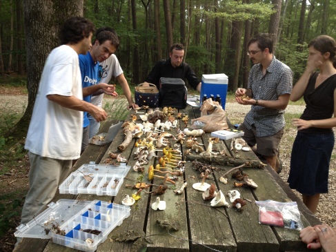 The Vilgalys lab leads a mushroom ID Tweet-up workshop in Duke Forest, August 2013