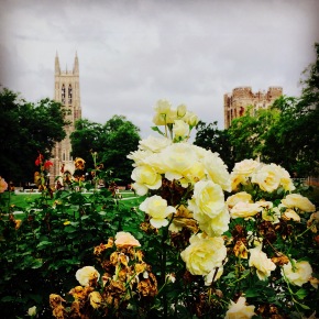 Duke's west campus in the summer time