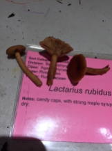 Lactarius rubidus http://www.mushroomexpert.com/kuomethvenminnishalling2013.pdf