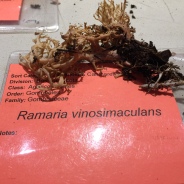 Ramaria vinosimaculans http://www.mycobank.org/Biolomics.aspx?Table=Mycobank&MycoBankNr_=322289