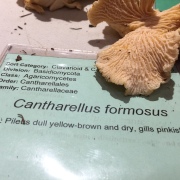Cantharellus formosus https://www.inaturalist.org/taxa/120443-Cantharellus-formosus
