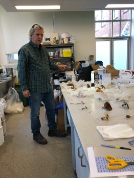 Dr Vilgalys surveys a days collections, Hawkesbury Institute, June 2018